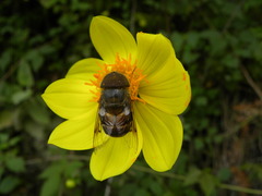 Copestylum macrocephalum