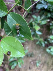 Papilionidae