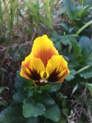 Viola × wittrockiana