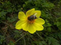 Copestylum macrocephalum