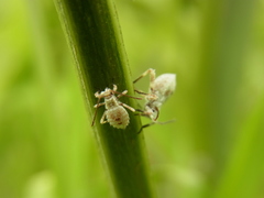Acanthocoris sordidus