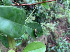 Papilionidae