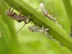 Acanthocoris sordidus