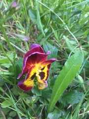 Viola × wittrockiana