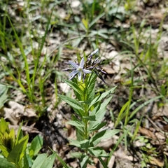Amsonia ciliata texana