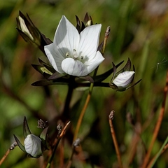 Gentianella cunninghamii cunninghamii