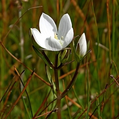 Gentianella cunninghamii cunninghamii