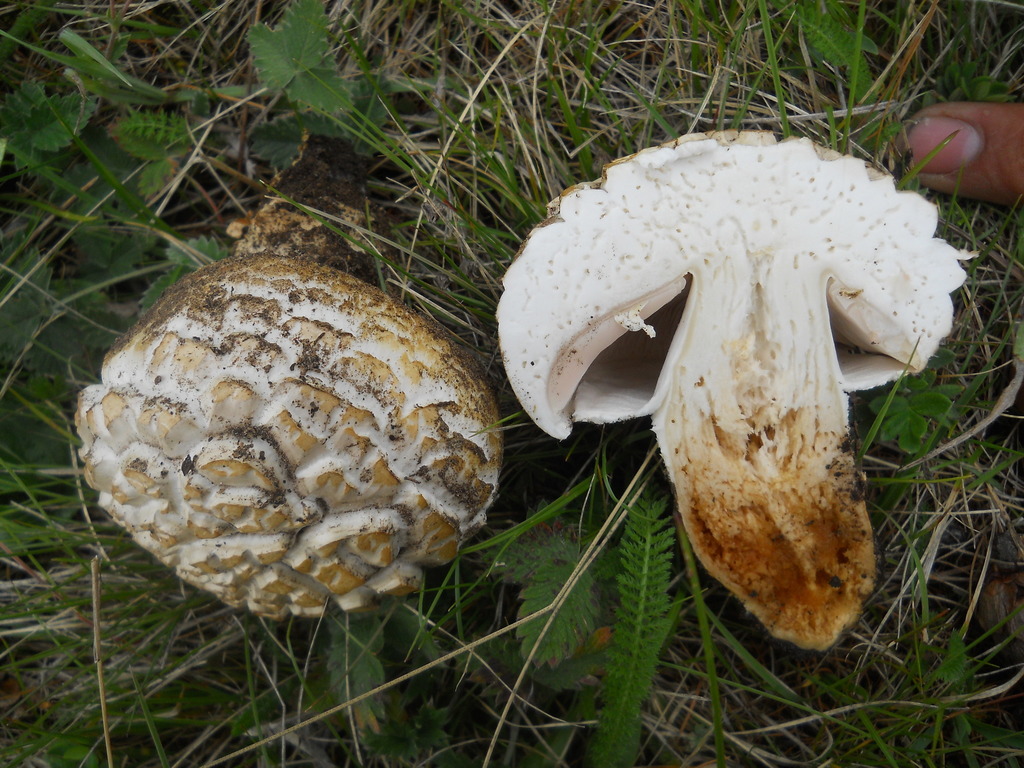 Agaricus praerimosus