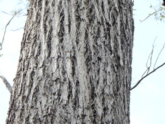 Eucalyptus acmenoides