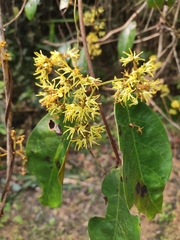 Toxocarpus