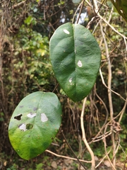 Toxocarpus