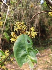 Toxocarpus