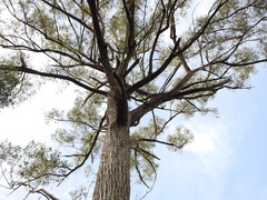 Eucalyptus acmenoides