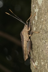 Amorbus atomarius