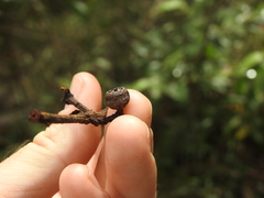 Eucalyptus acmenoides
