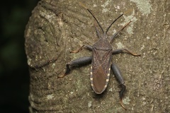 Amorbus atomarius