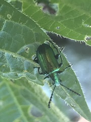 Metopoceris alternans