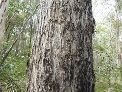 Eucalyptus acmenoides