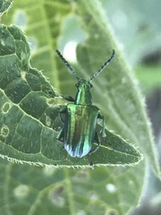 Metopoceris alternans