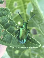 Metopoceris alternans