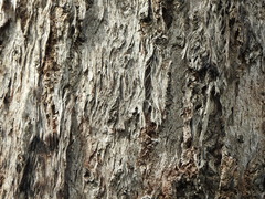 Eucalyptus acmenoides