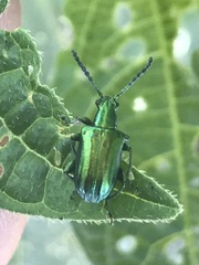 Metopoceris alternans