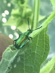 Metopoceris alternans