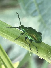 Metopoceris alternans