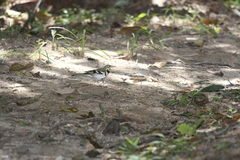 Dendronanthus indicus