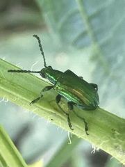 Metopoceris alternans