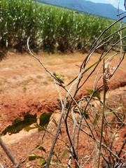 Chalcophorotaenia cuprascens