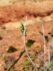 Chalcophorotaenia cuprascens