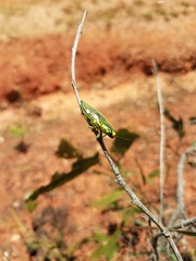 Chalcophorotaenia cuprascens