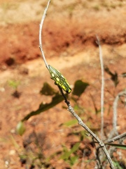 Chalcophorotaenia cuprascens