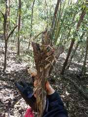Dendrobium canaliculatum