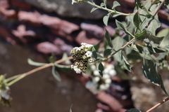 Tournefortia hartwegiana