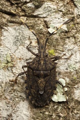 Alcaeus varicornis