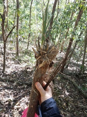 Dendrobium canaliculatum