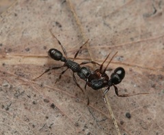Rhytidoponera victoriae