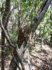 Dendrobium canaliculatum