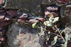 Tournefortia hartwegiana