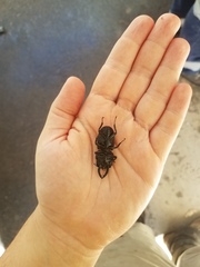 Prosopocoilus torresensis