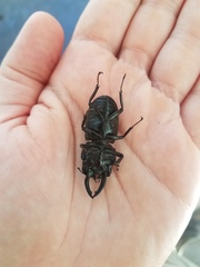 Prosopocoilus torresensis