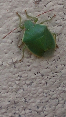 Acrosternum millierei