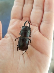 Prosopocoilus torresensis