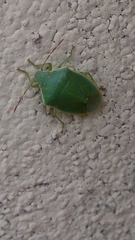 Acrosternum millierei