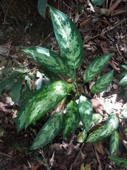Aglaonema
