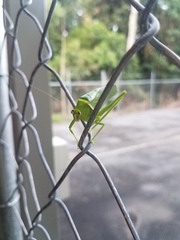 Paracaedicia serrata