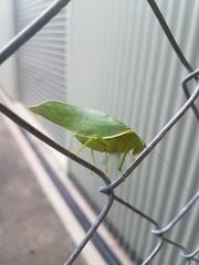 Paracaedicia serrata