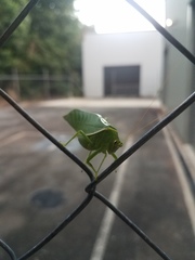 Paracaedicia serrata